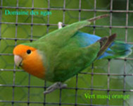 roseicollis_vert masq orange 4435.jpg